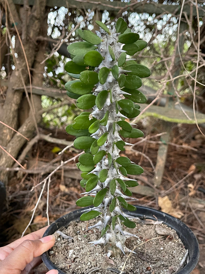 Cutting Alluaudia Procera | Live Cactus | Rare Cactus