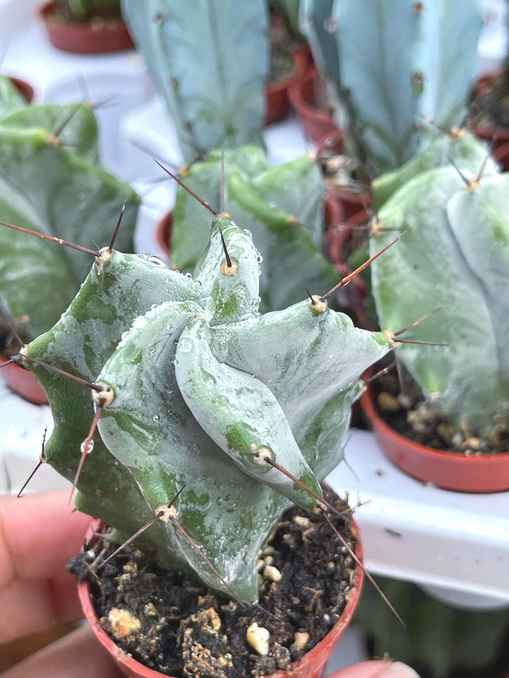 Stenocereus pruinosus spiralis (Gray Ghost Organ Pipe, Spiral Form