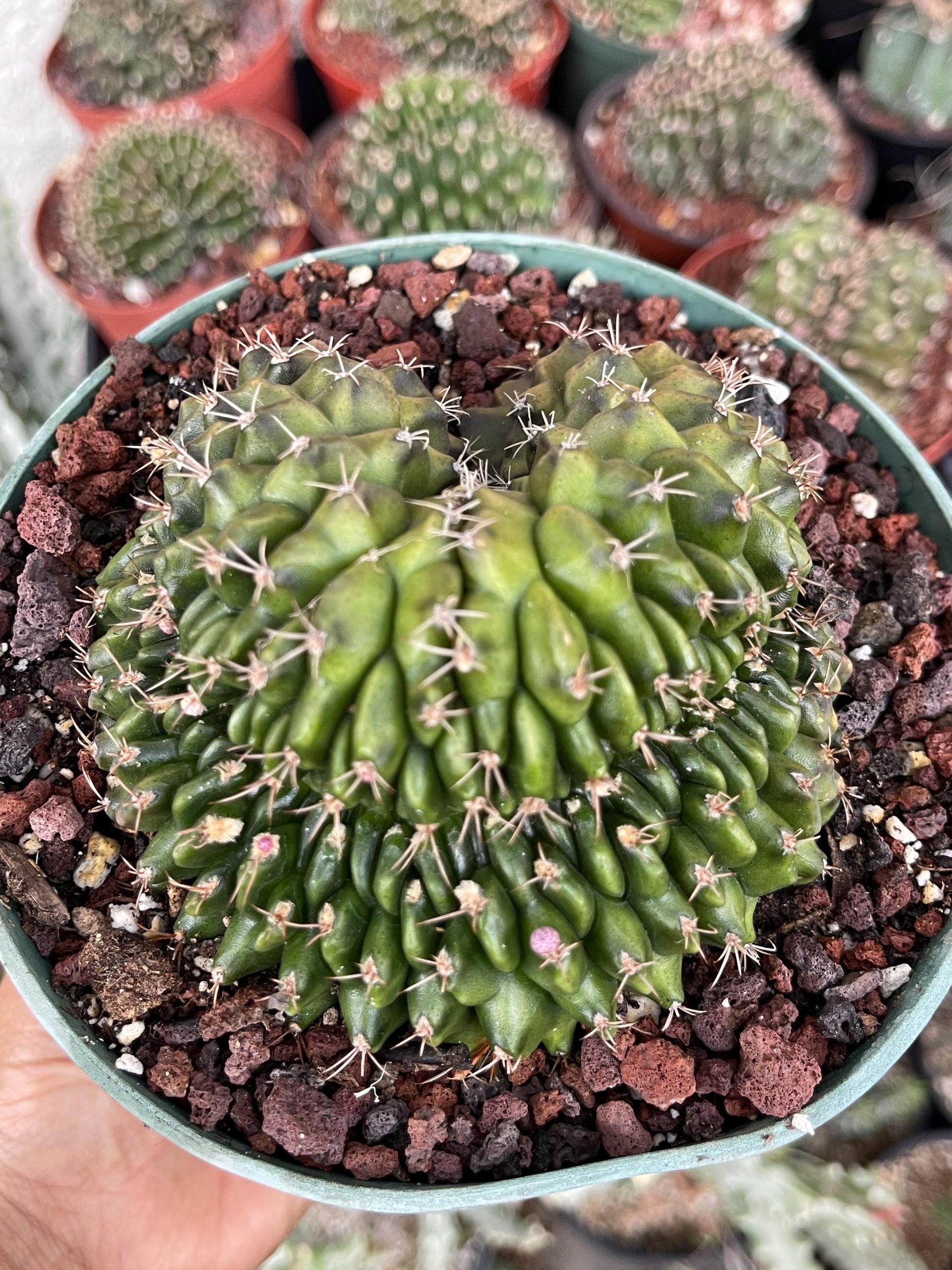 6” Crested Gymnocalycium Anisitsii | Rare Cactus