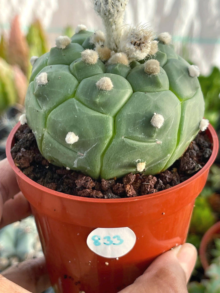 Astrophytum cv. Kikko Turtles | Live cactus