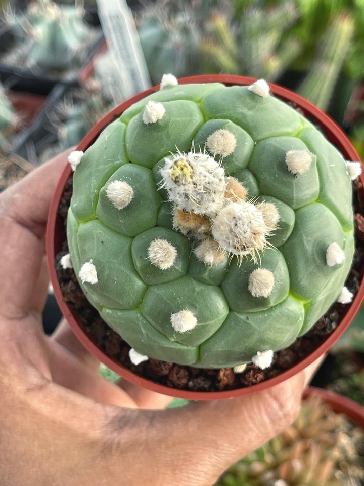 Astrophytum cv. Kikko Turtles | Live cactus