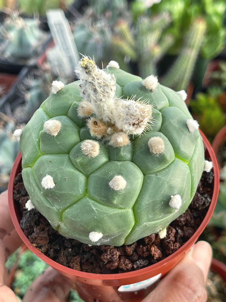 Astrophytum cv. Kikko Turtles | Live cactus