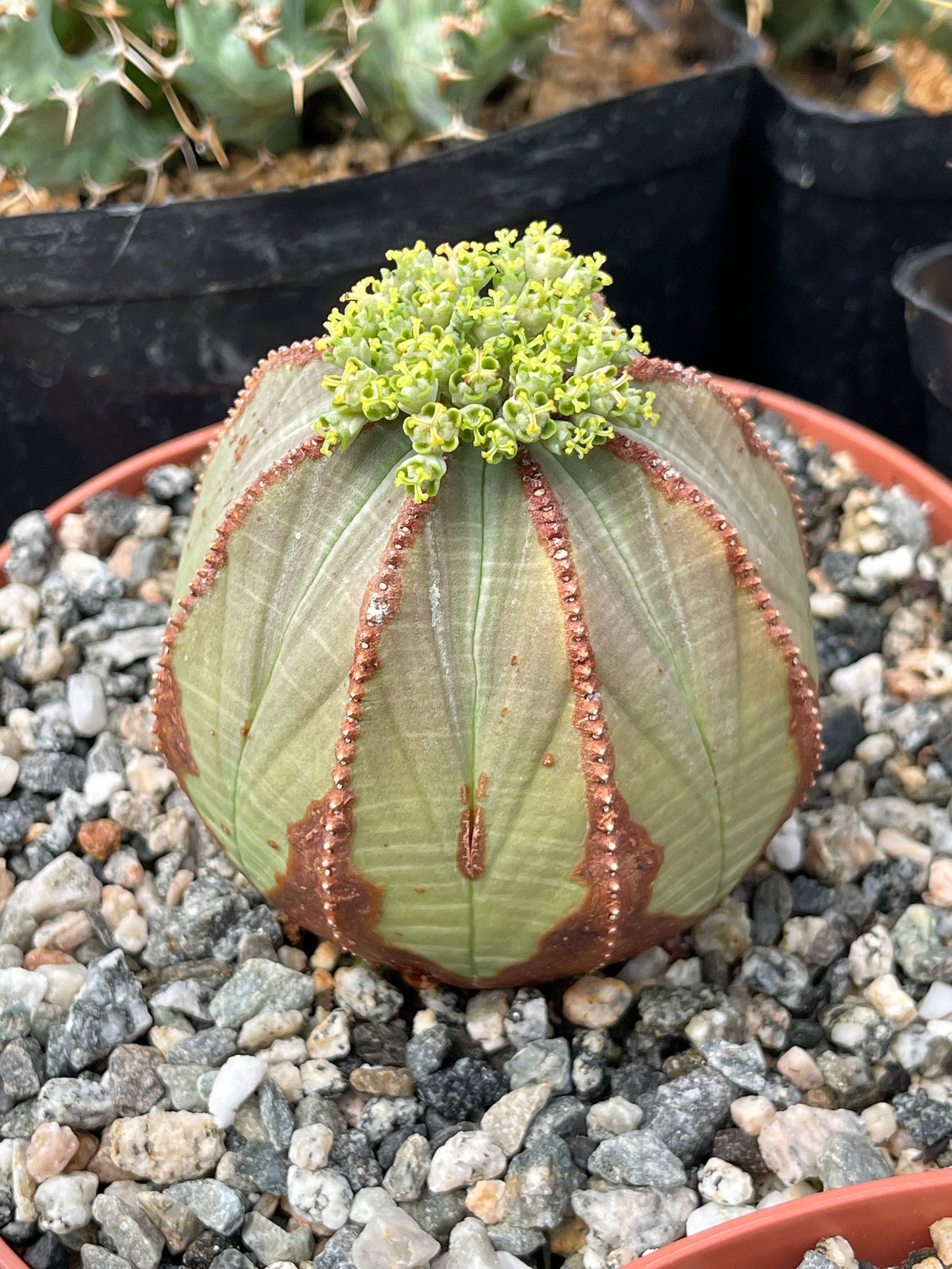 Euphorbia Obesa| Rare Plant | Live Plant | Live Cactus