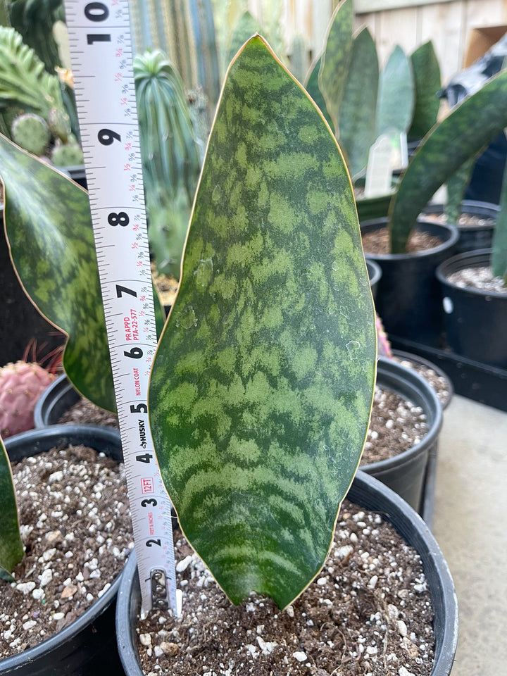 Sansevieria Whale Fin | Sansevieria Masoniana | Snake Plant | Live Plant