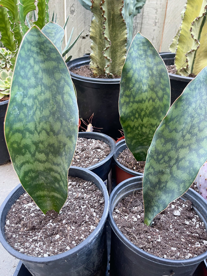 Sansevieria Whale Fin | Sansevieria Masoniana | Snake Plant | Live Plant