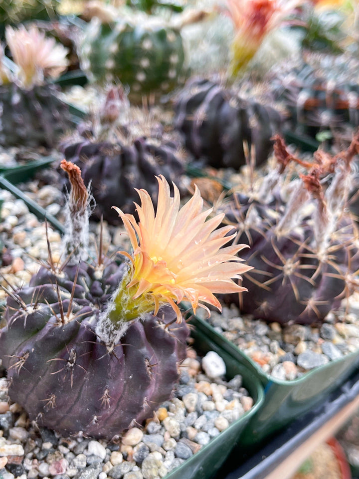 3.5” Neochilenia Nigriscoparia | Live cactus | Purple Cactus