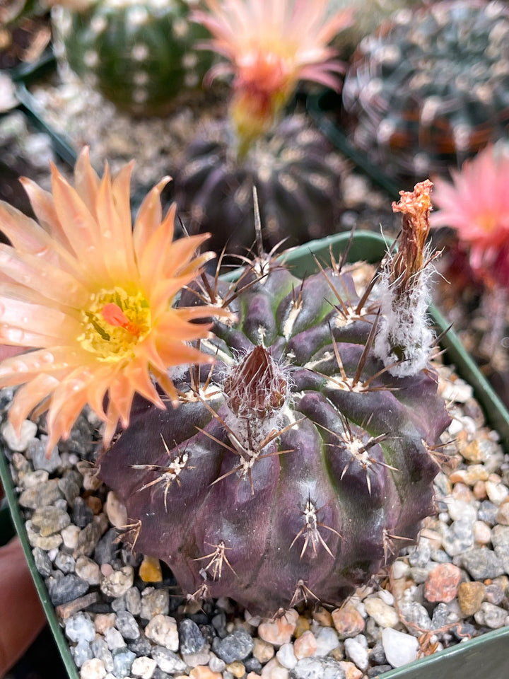 3.5” Neochilenia Nigriscoparia | Live cactus | Purple Cactus