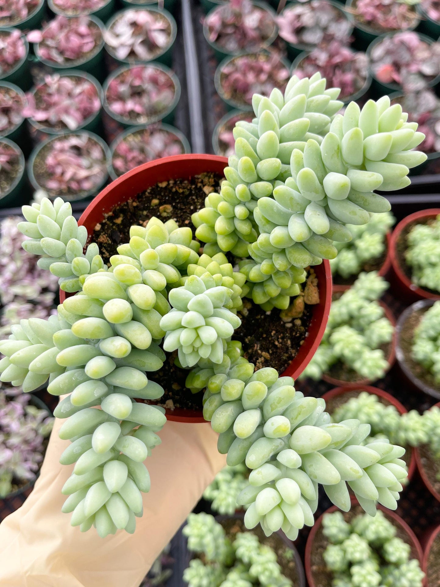 Donkey Tail | Sedum Morganianum | Live Plant