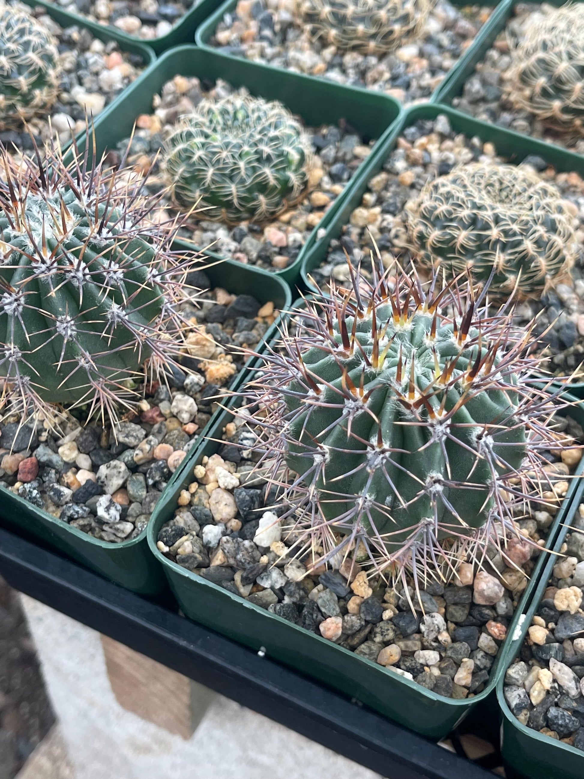 3.5”Echinopsis Melanopotamica | Live Plant | Live Cactus