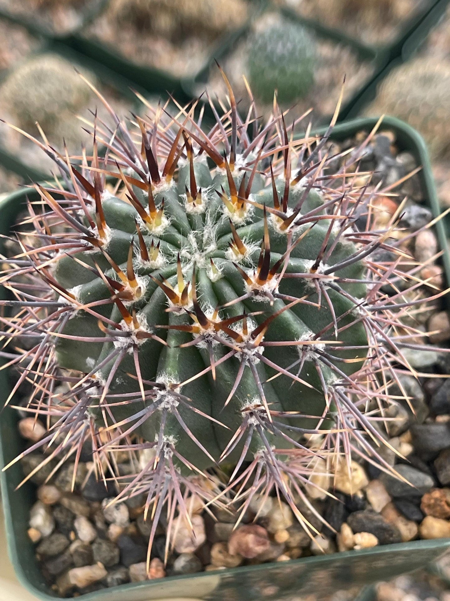 3.5”Echinopsis Melanopotamica | Live Plant | Live Cactus