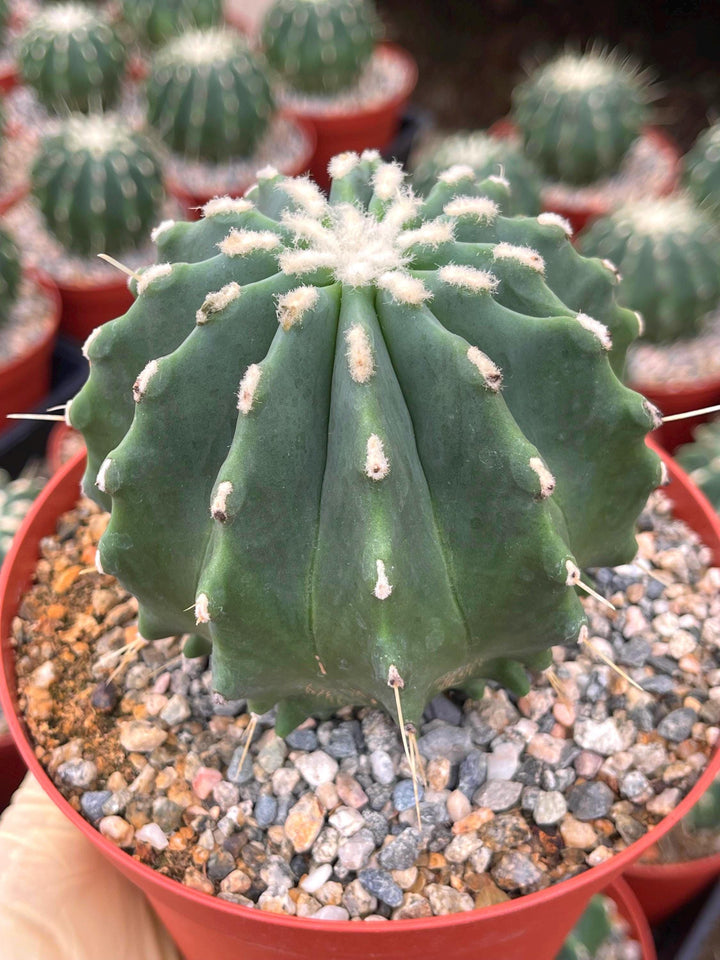 Ferocactus Glaucescens f. Inermis | Rare Cactus