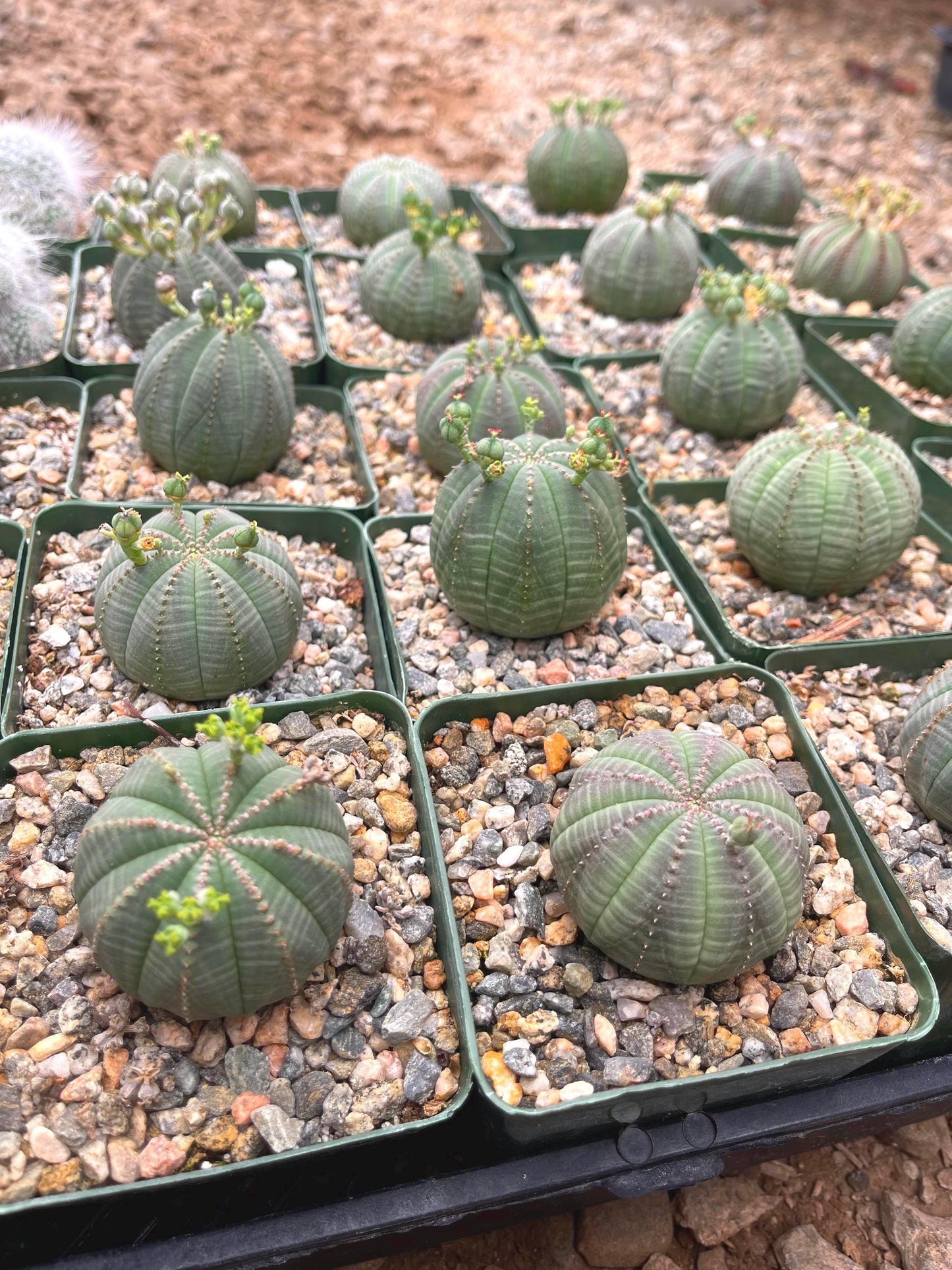 Euphorbia Obesa| Rare Plant | Live Plant | Live Cactus