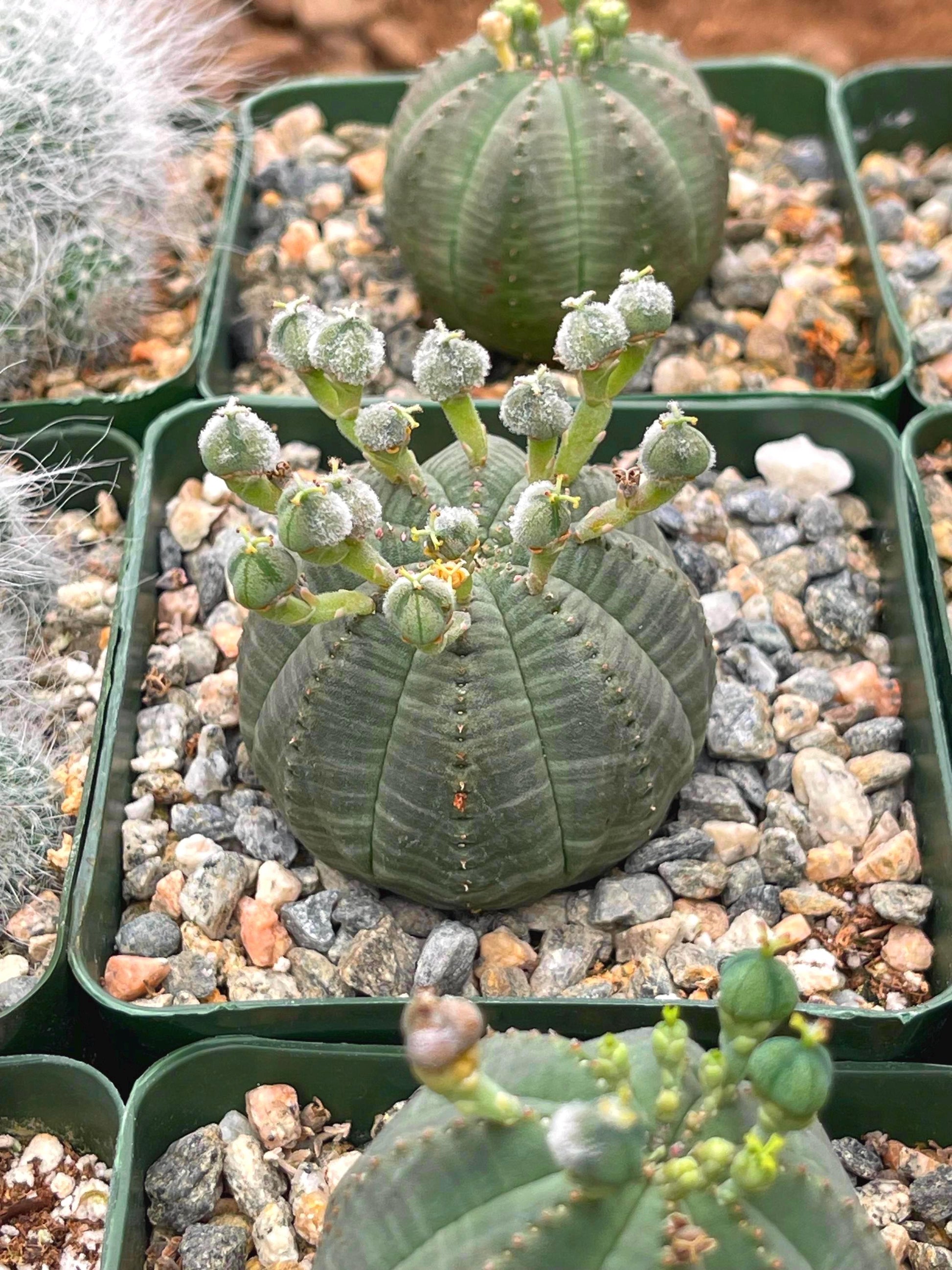 Euphorbia Obesa| Rare Plant | Live Plant | Live Cactus