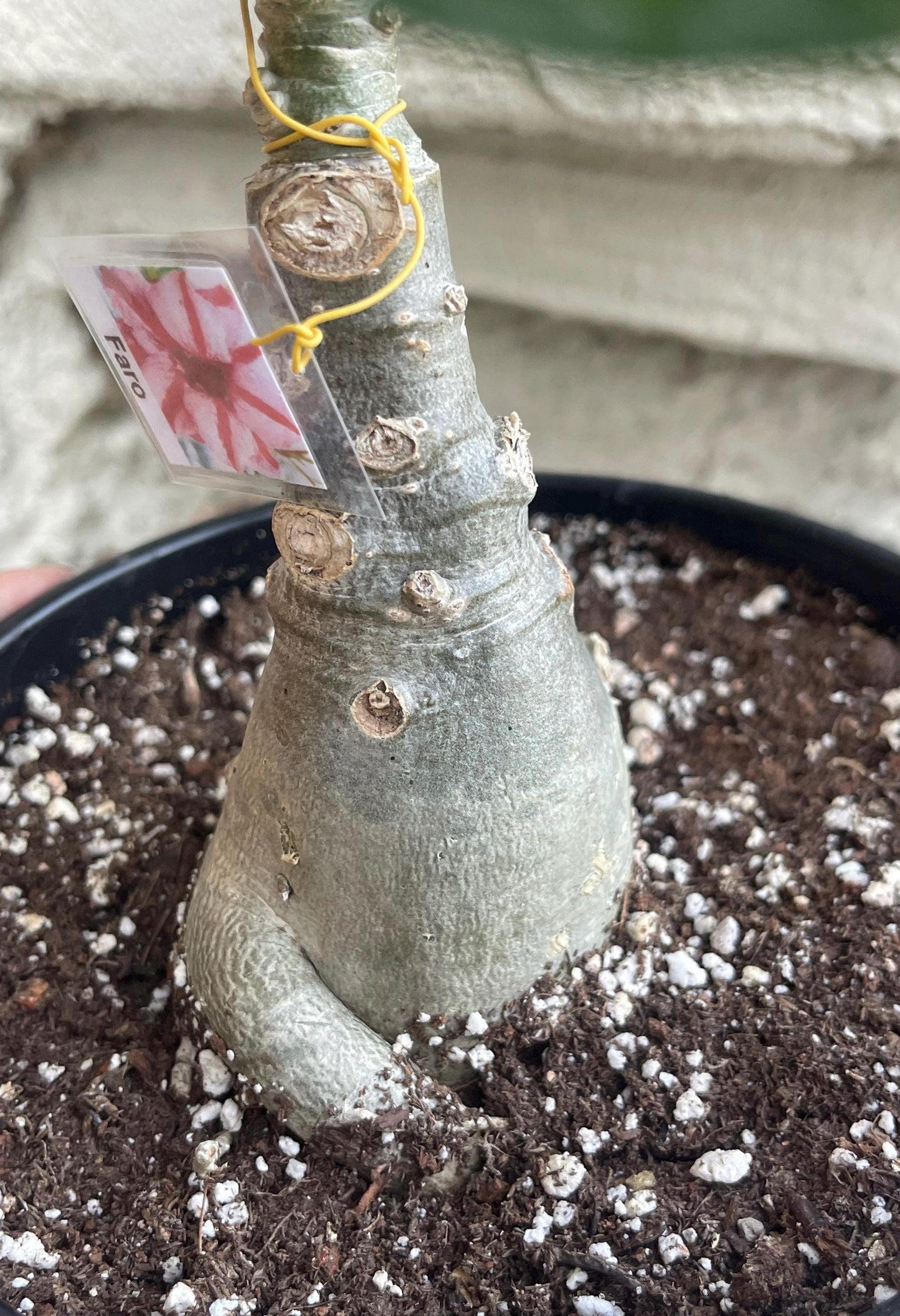 Adenium Obesum | Live plant | Desert Rose