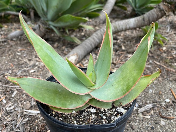 Coral Aloe Striata | Live Aloe | Live Plant