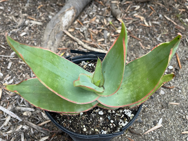 Coral Aloe Striata | Live Aloe | Live Plant