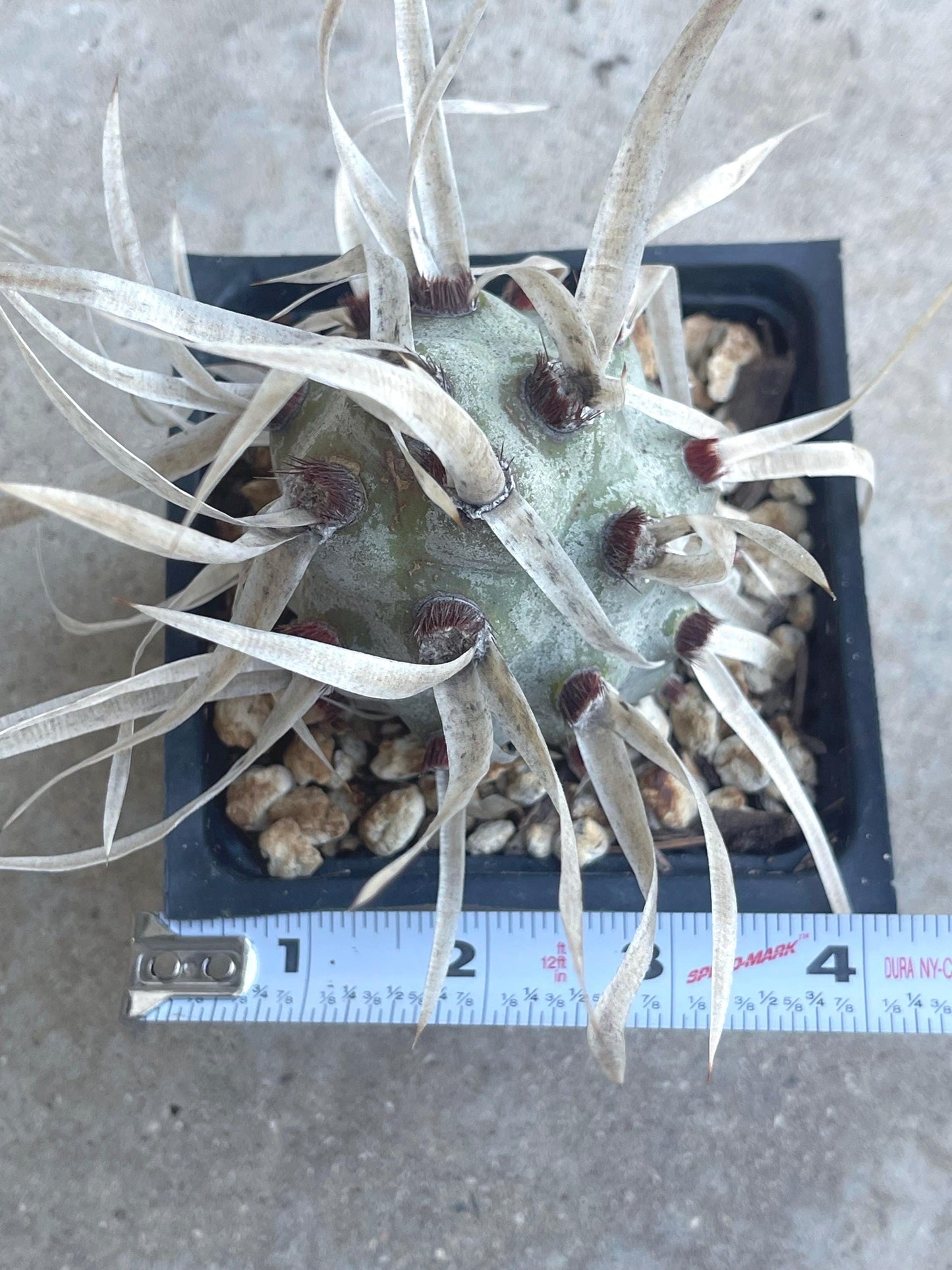 5” Tephrocactus articulatus | Paper Spine Cactus | Live Cactus