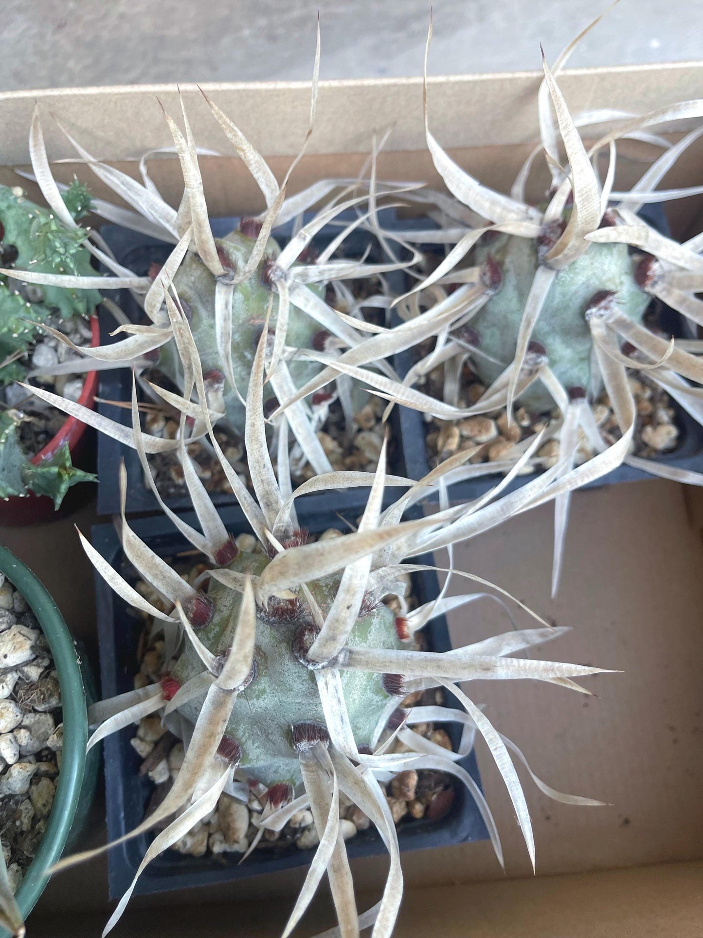 5” Tephrocactus articulatus | Paper Spine Cactus | Live Cactus