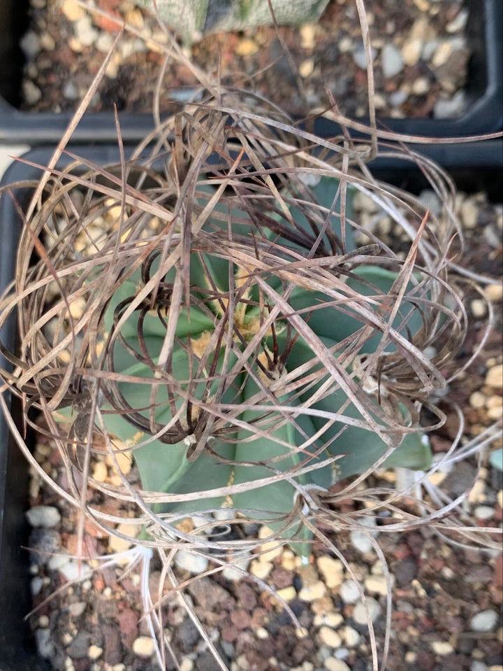 Busy spines Astrophytum Capricorne | Live Cactus