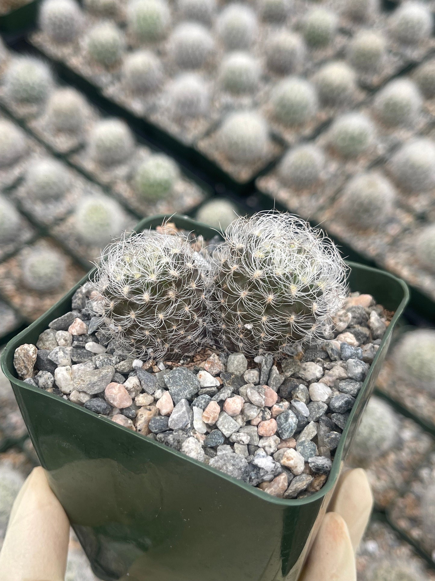 Neoporteria Nidus Senilis | Live Cactus