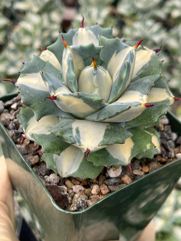 Variegated Agave Isthmensis Ohi Raigin | Rare Agave