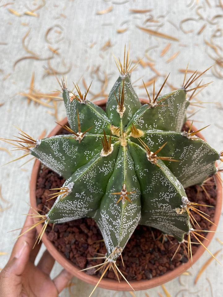 Astrophytum Capricorn | Live Cactus | Live Plant