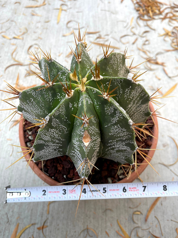 Astrophytum Capricorn | Live Cactus | Live Plant