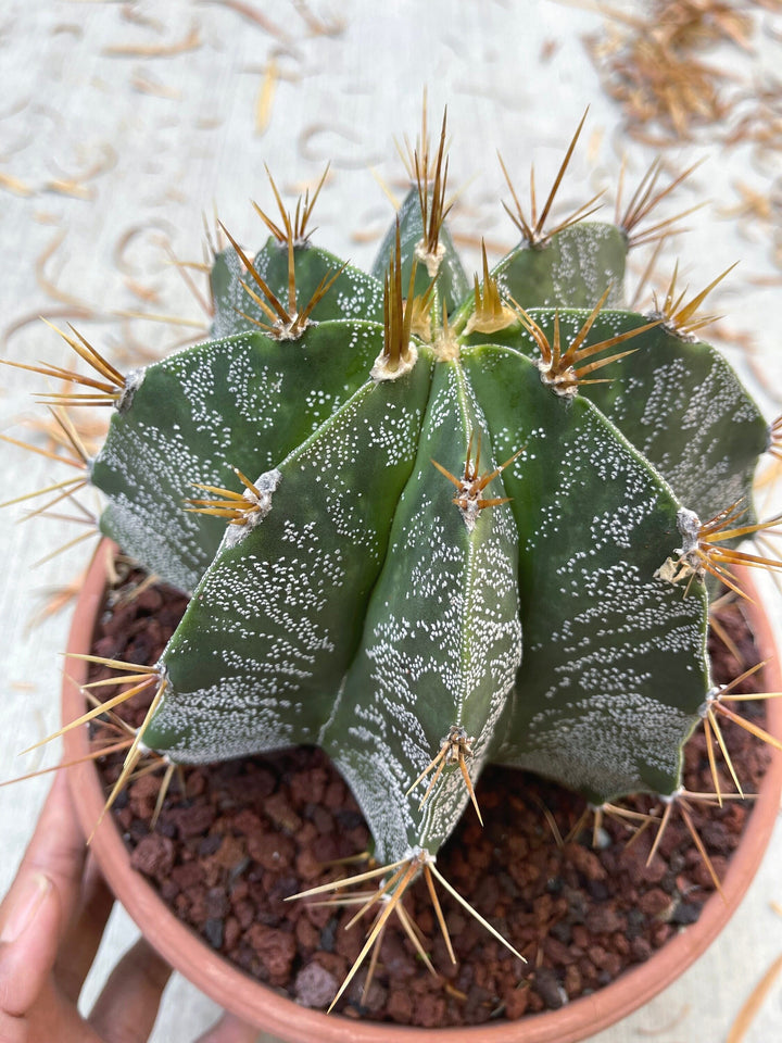 Astrophytum Capricorn | Live Cactus | Live Plant