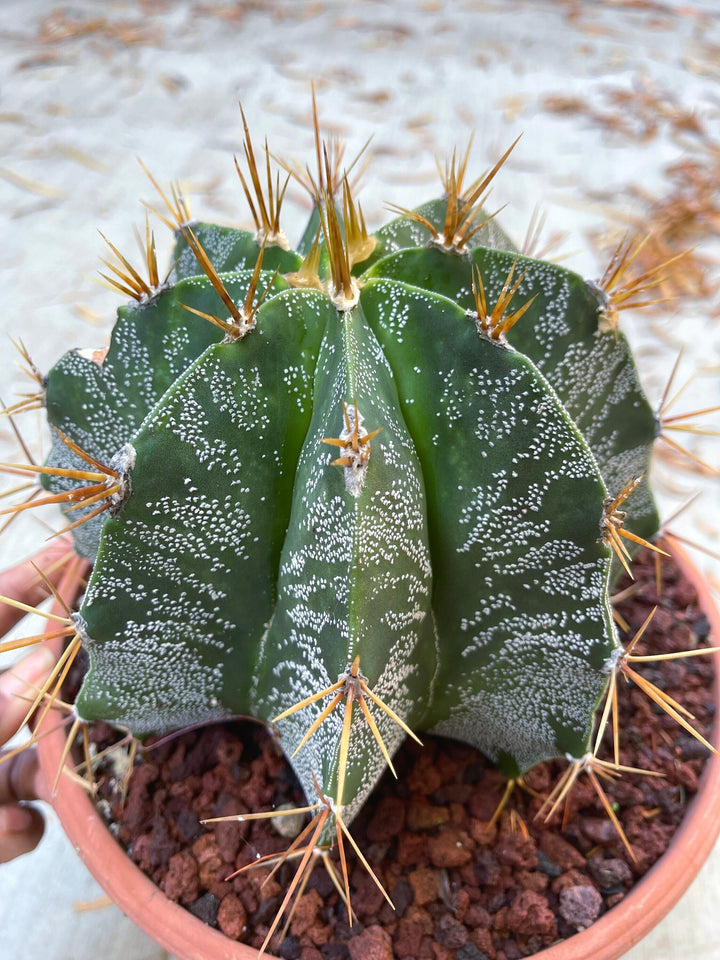 Astrophytum Capricorn | Live Cactus | Live Plant