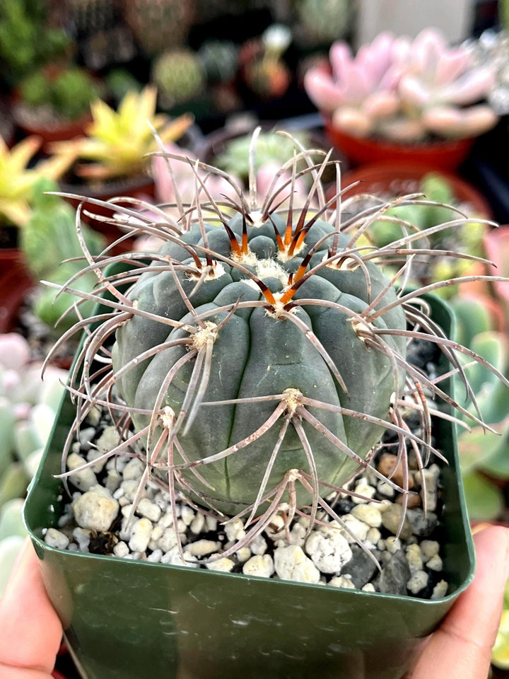 Gymnocalycium Spegazzinii Armatum | Live Cactus | Rare Cactus