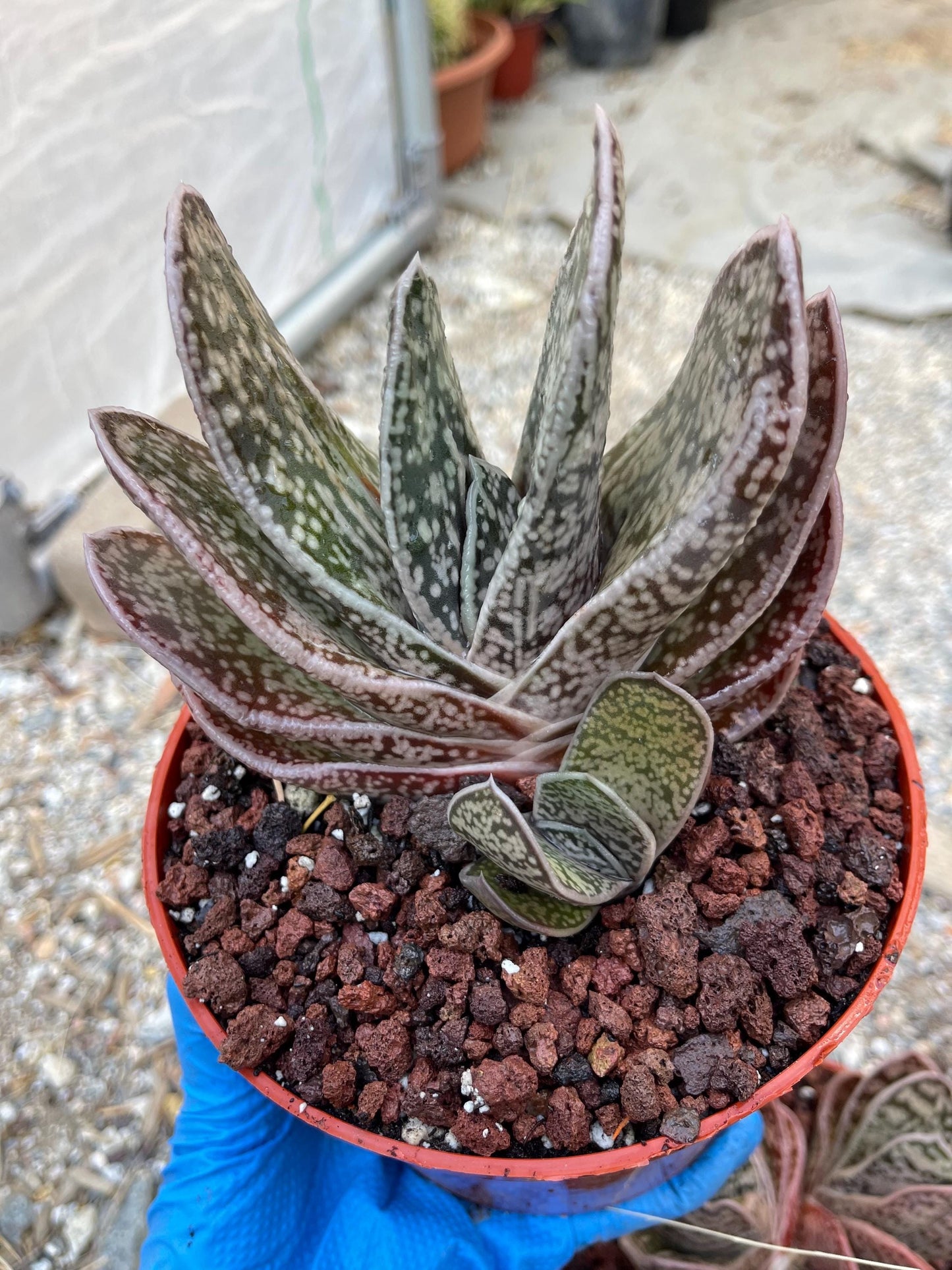 Large Gasteria | Live Plant | Live Cactus