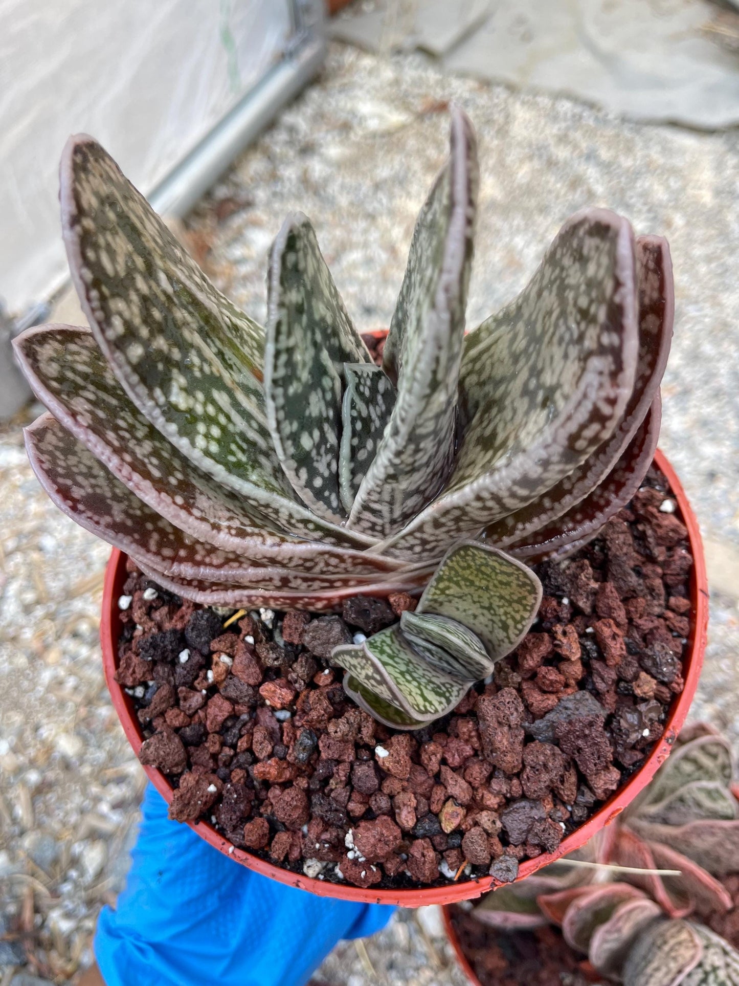 Large Gasteria | Live Plant | Live Cactus