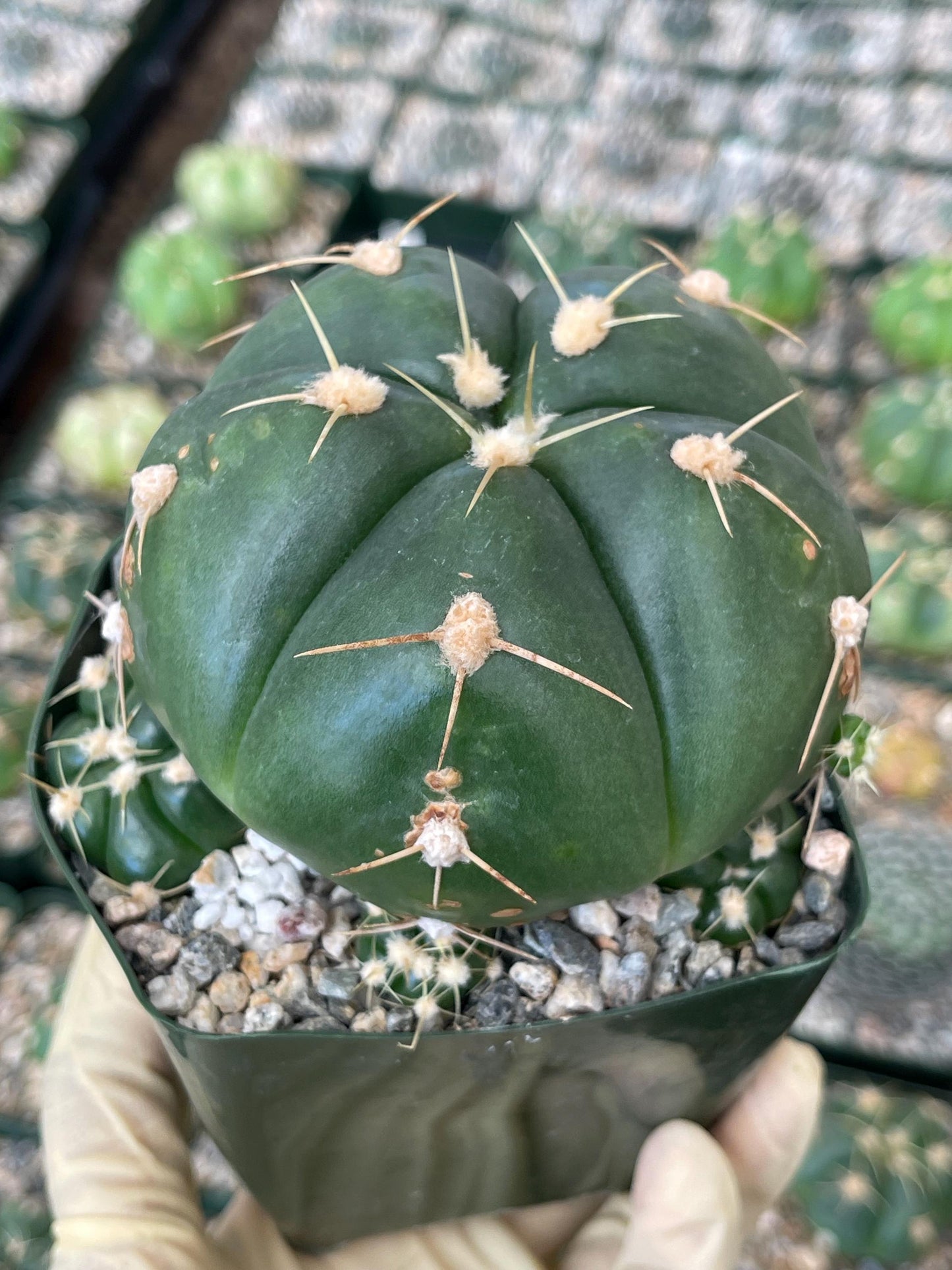 Gymnocalycium horstii with pups | Rare Cactus | Live Plant