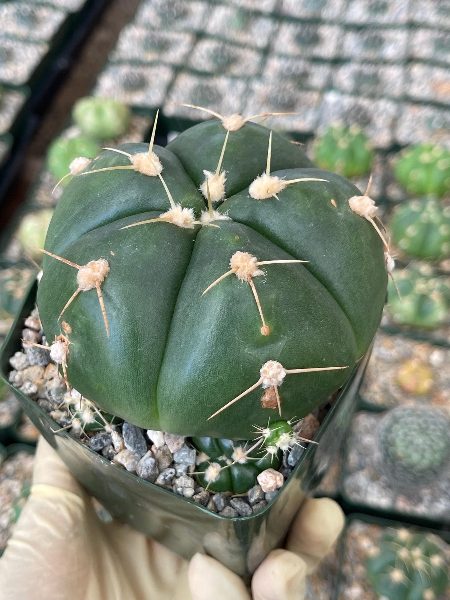 Gymnocalycium horstii with pups | Rare Cactus | Live Plant