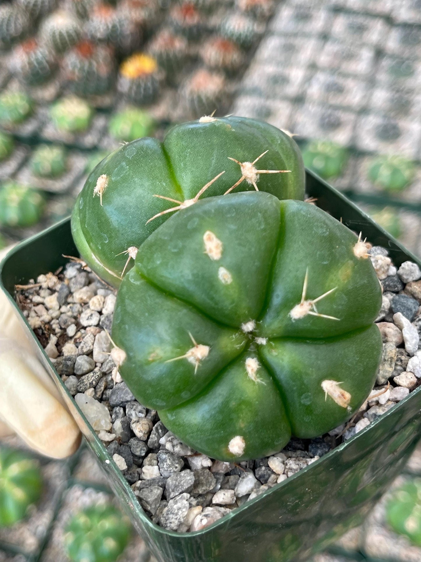 Gymnocalycium horstii with pups | Rare Cactus | Live Plant