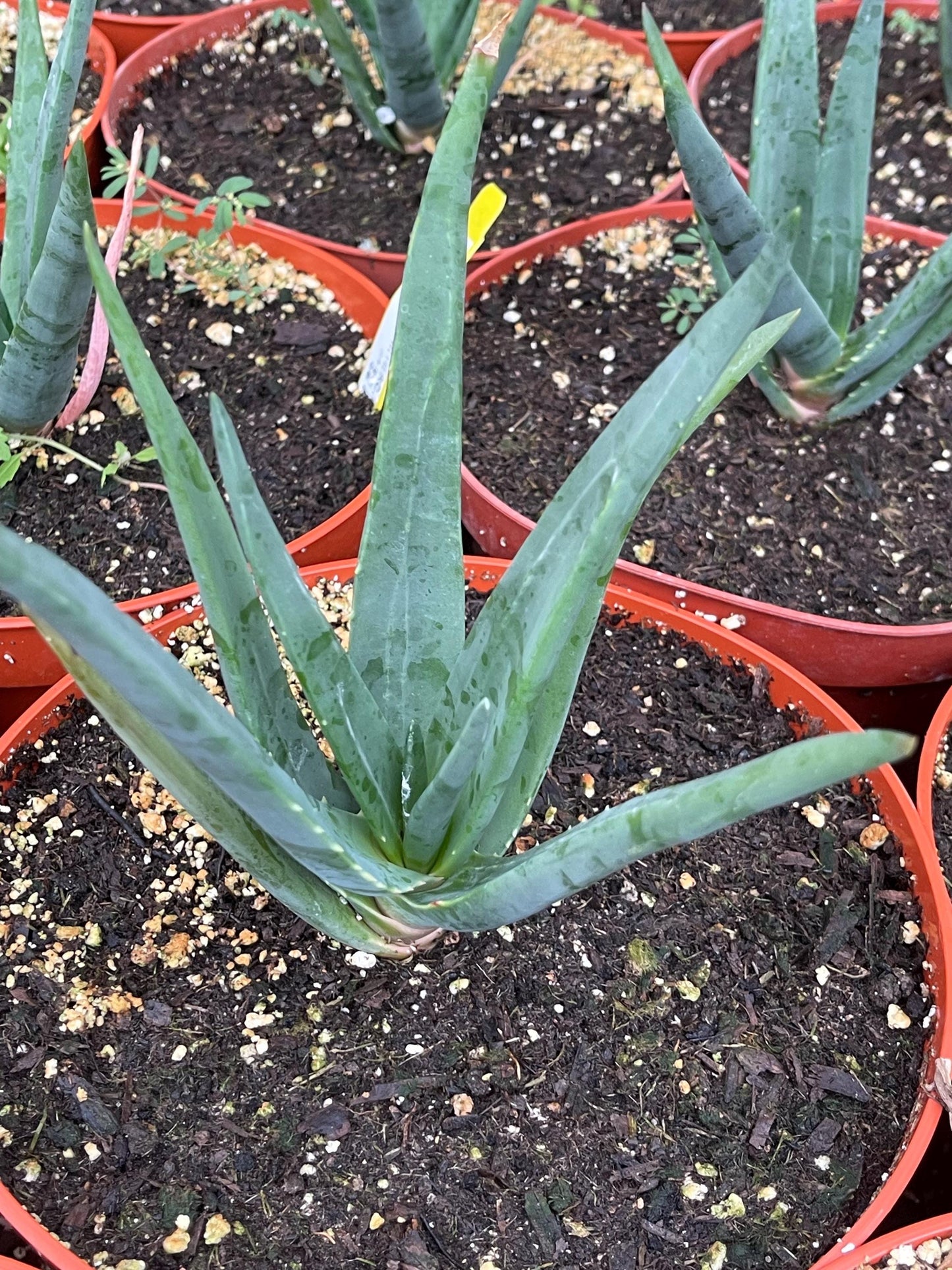 Aloe Hercules | Live Aloe | Live Plant