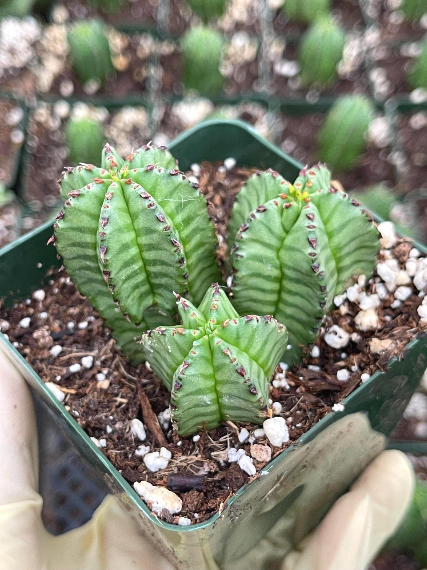 Tanzania Zipper Euphorbia Anoplia | Cactus with Pups | Rare Cactus