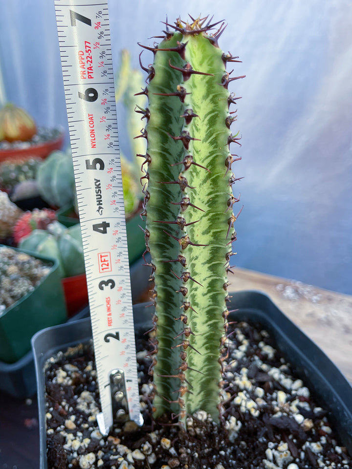 Euphorbia Confinalis ssp. Rhodesia | Live Plant | Live Cactus