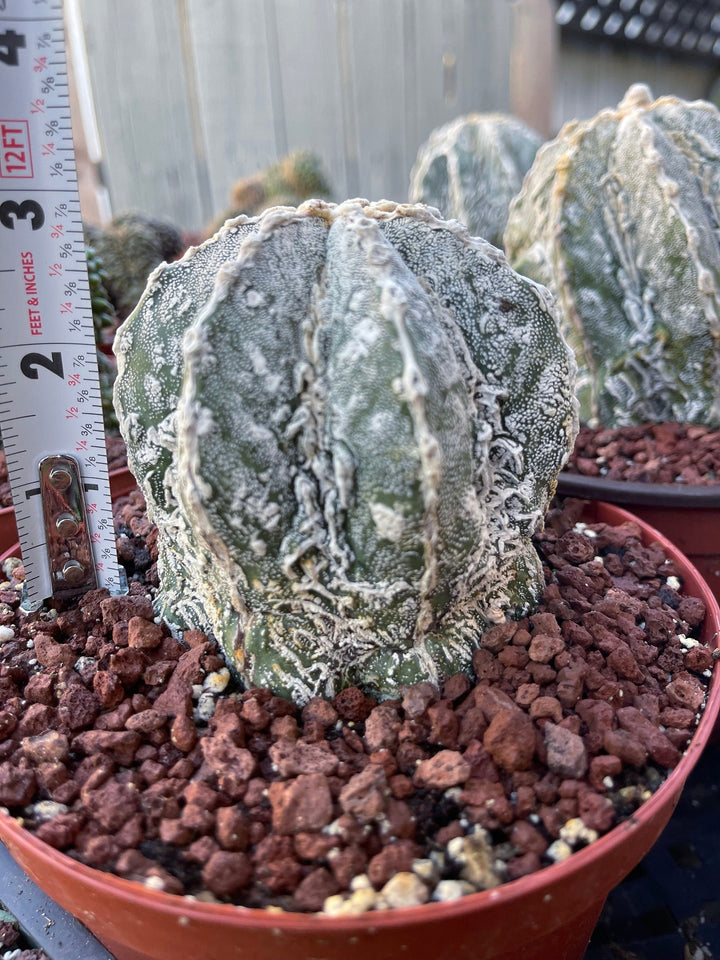 Astrophytum Myriostigma cv. Onzuka Fukuryu | Live Plant | Rare plant