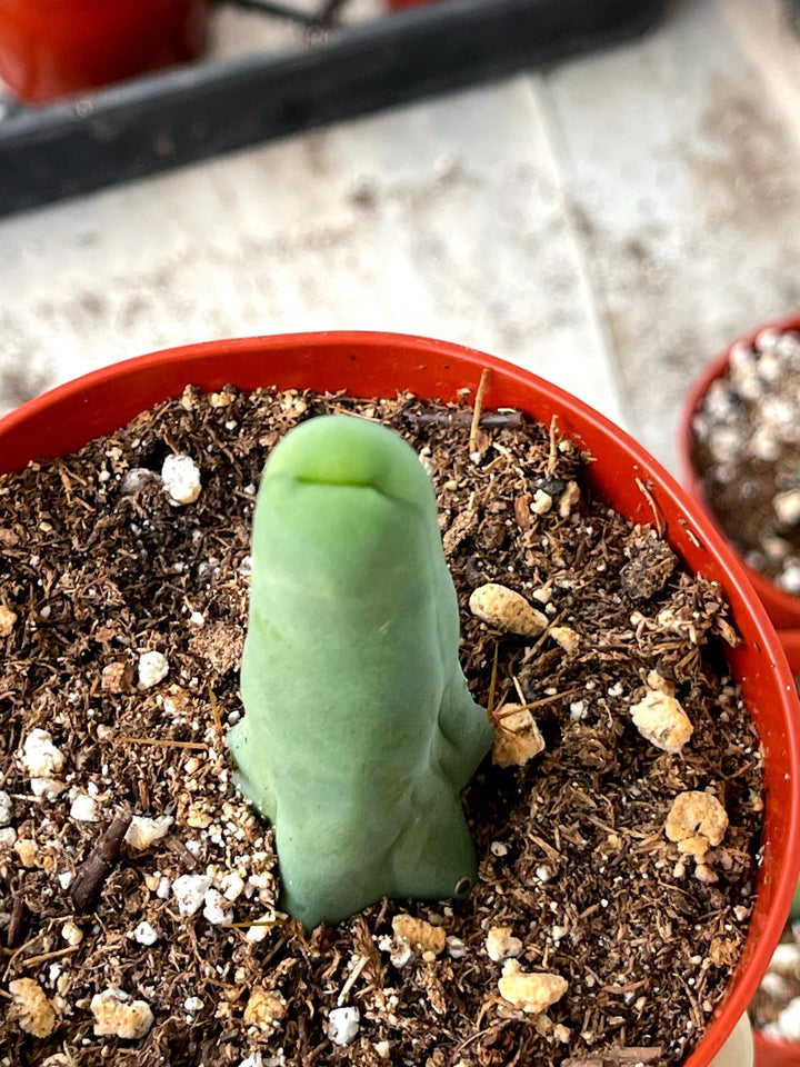 Penis Cactus | Live Plant | Rare Plant | Live Cactus