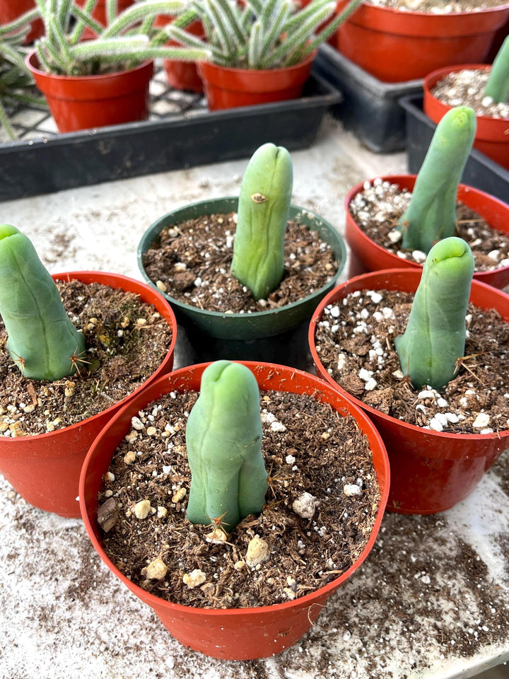 live cactus indoor plant Penis Cactus | Live Plant | Rare Plant