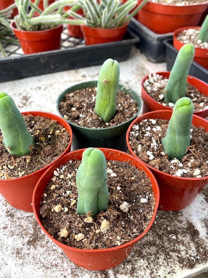 Penis Cactus | Live Plant | Rare Plant | Live Cactus