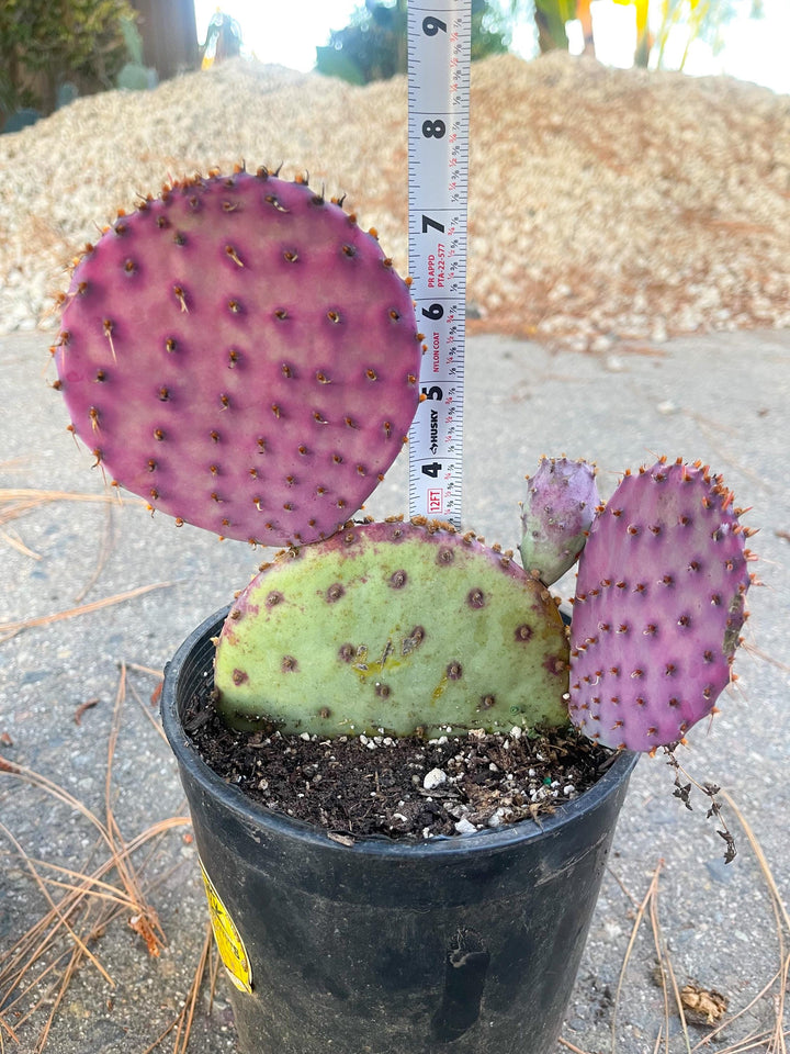 Santa Rita Pads | Prickly Pear Cactus | Cactus Plant | Cactus for sale