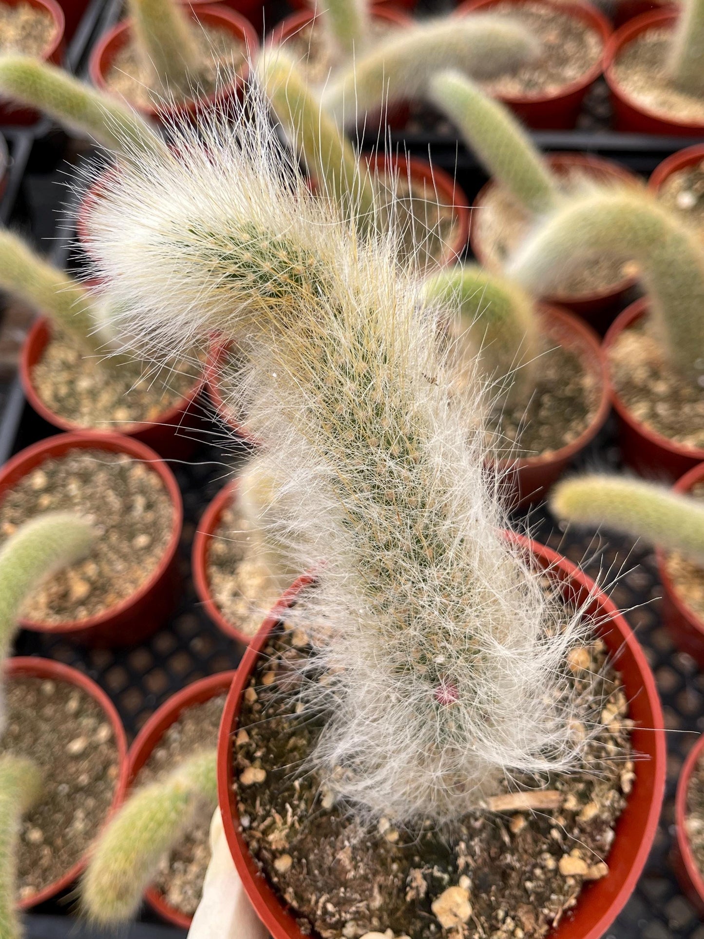 Monkey Tail Cactus | Hildewintera Colademononis | Rare cactus