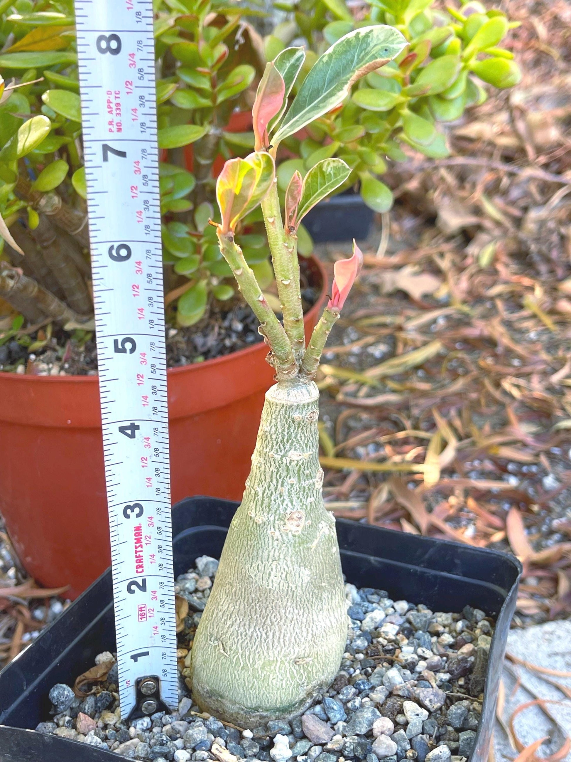 Adenium Obesum | Live plant | Desert Rose