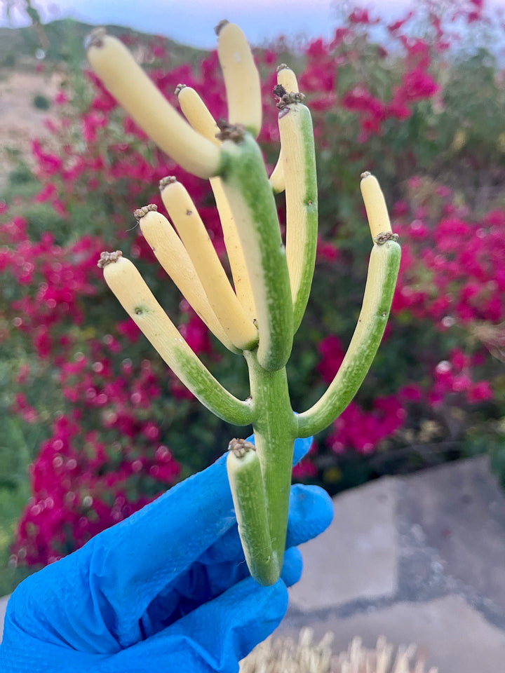 Fire Stick bushy cutting/clipping | Euphorbia Tirucalli | Pencil cactus | live succulent