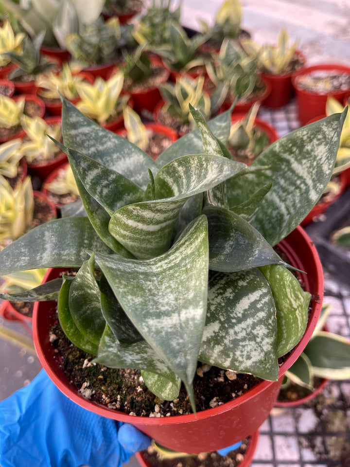 Sanseveria Trifasciata | Live House Plant