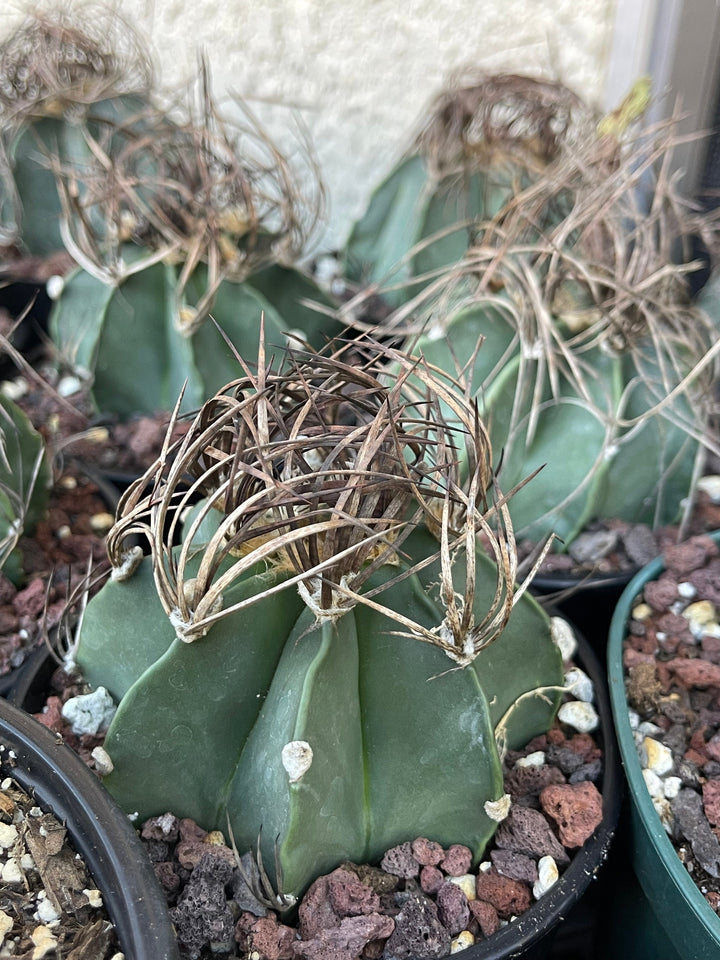 Busy spines Astrophytum Capricorne | Live Cactus