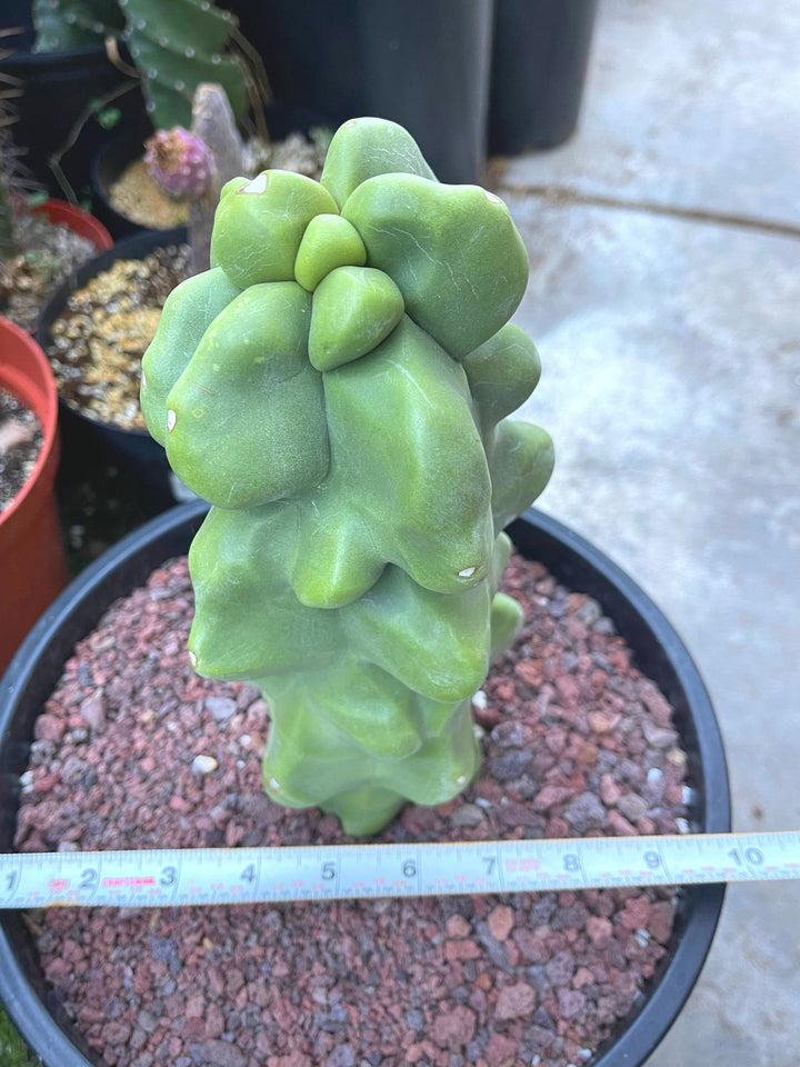 Bumpy Totem Pole Cactus | Live Cactus | Live Plant