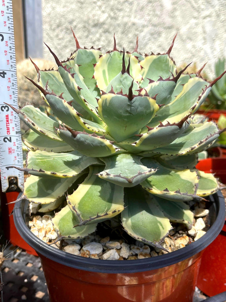 Variegated Agave potatorum Kichijokan with pup | Rare Agave